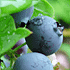 栄養たっぷりのブルーベリー