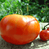 ミニトマトのデカちゃん
