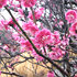 2008年3月14日公園の梅