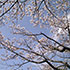 待ち遠しい桜の開花