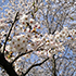 2013年3月31日の桜