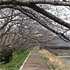 静岡県丸子川土手の桜－今の風景