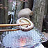 焼き椎茸